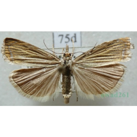 Chrysoteuchia culmella (Linnaeus, 1758) Wachlarzyk ździeblaczek Czech75d